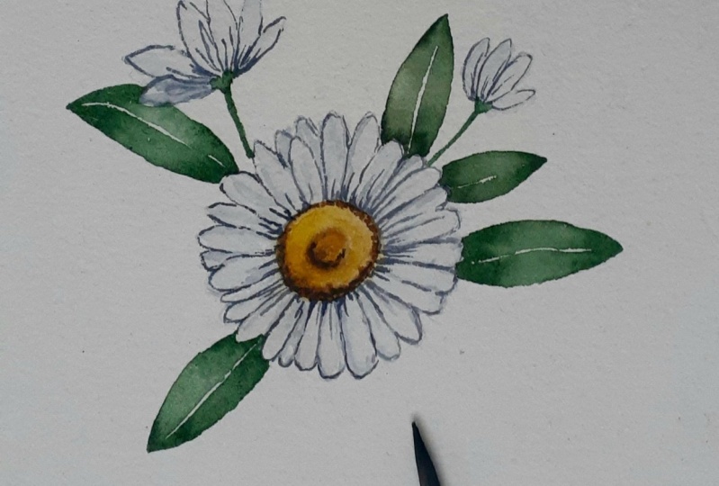 White Daisies