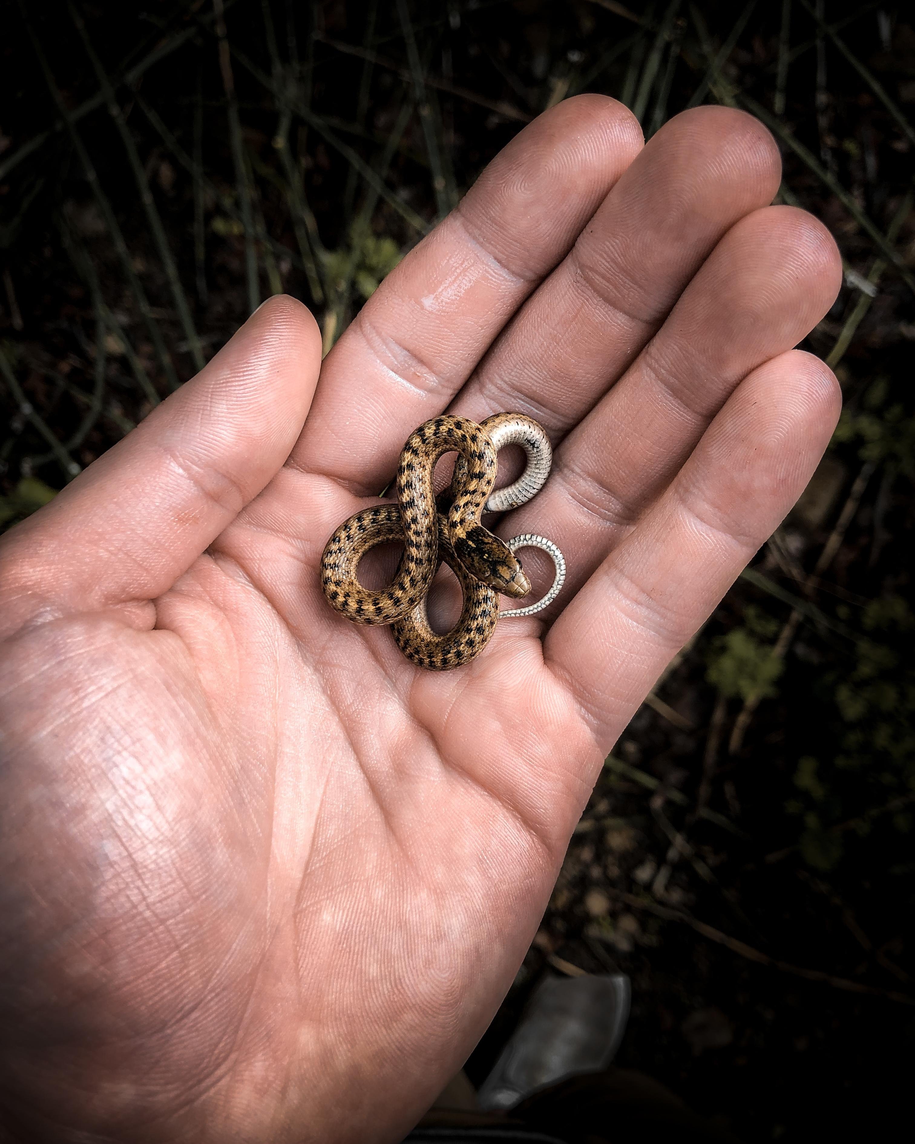 Cold Blooded Ribbon - student project