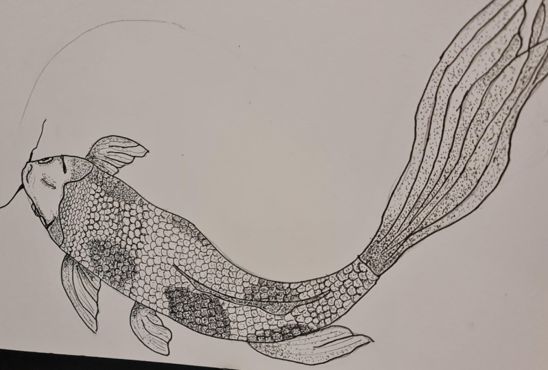 Koi fish
