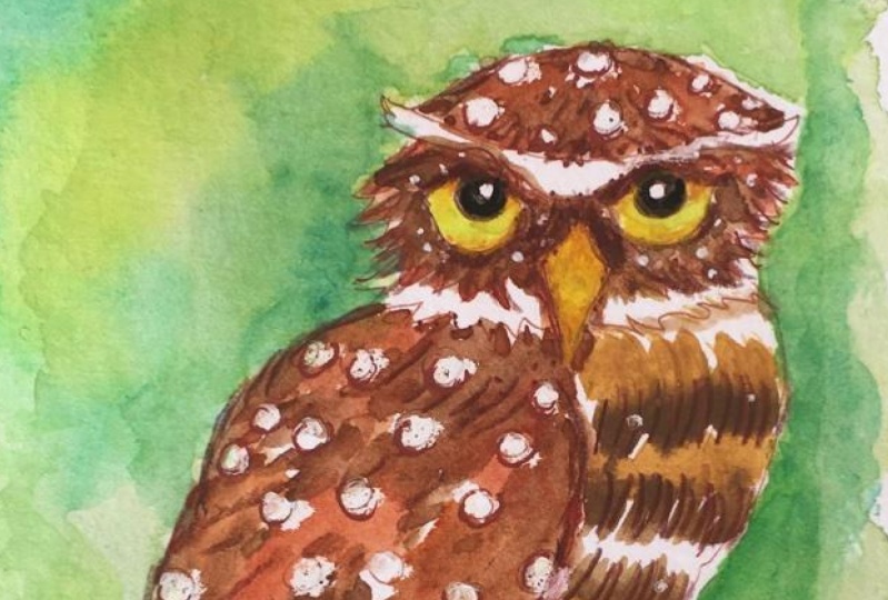 Watecolour Burrowing Owl