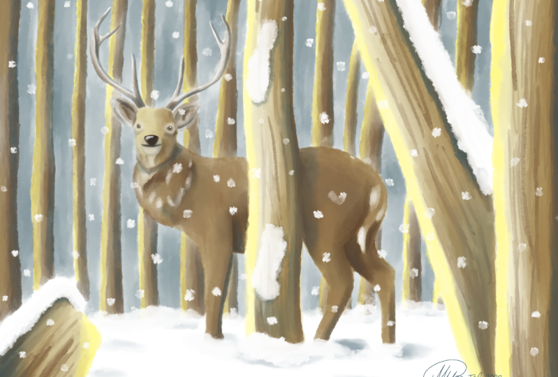 Deer Illustration - Thank you Benjamin