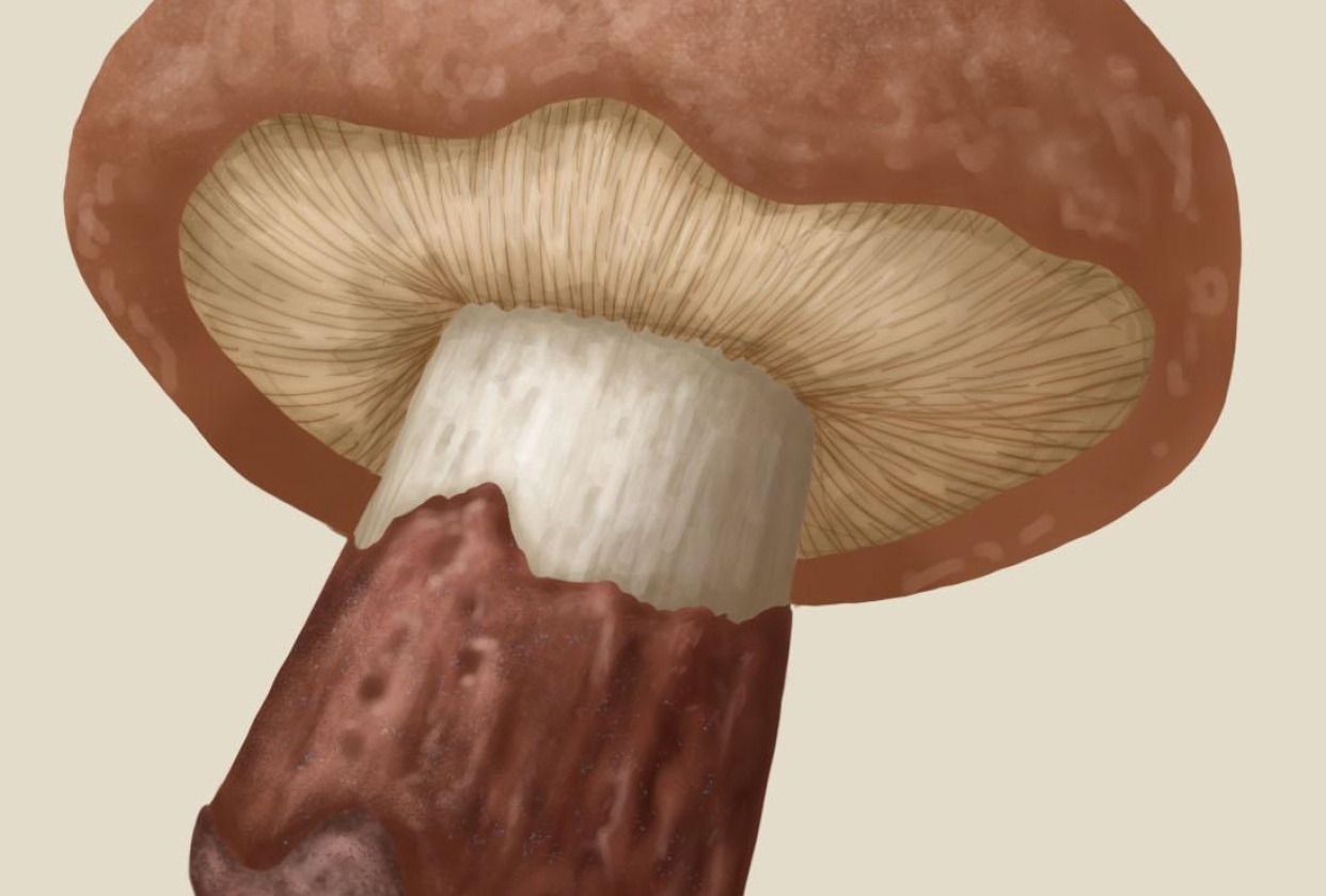 Following on fungi - student project