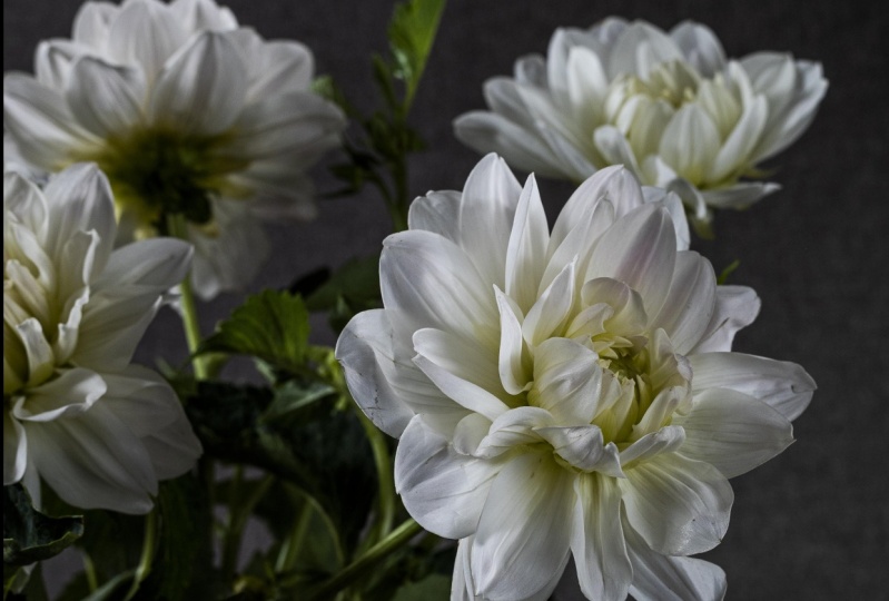 Still Life Kitchen Dahlias