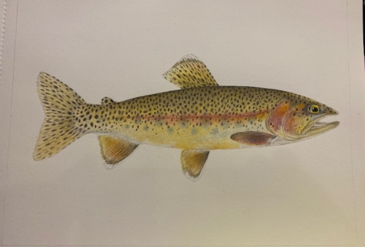 Rainbow trout - student project