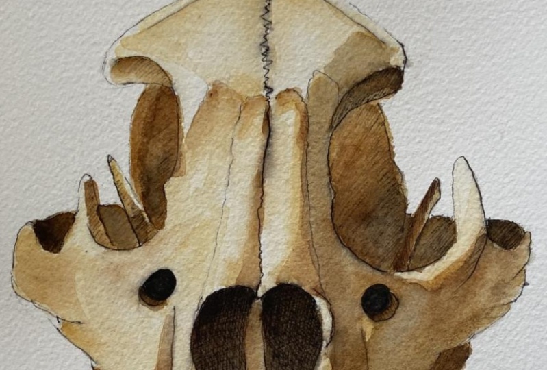 Hyena Skull