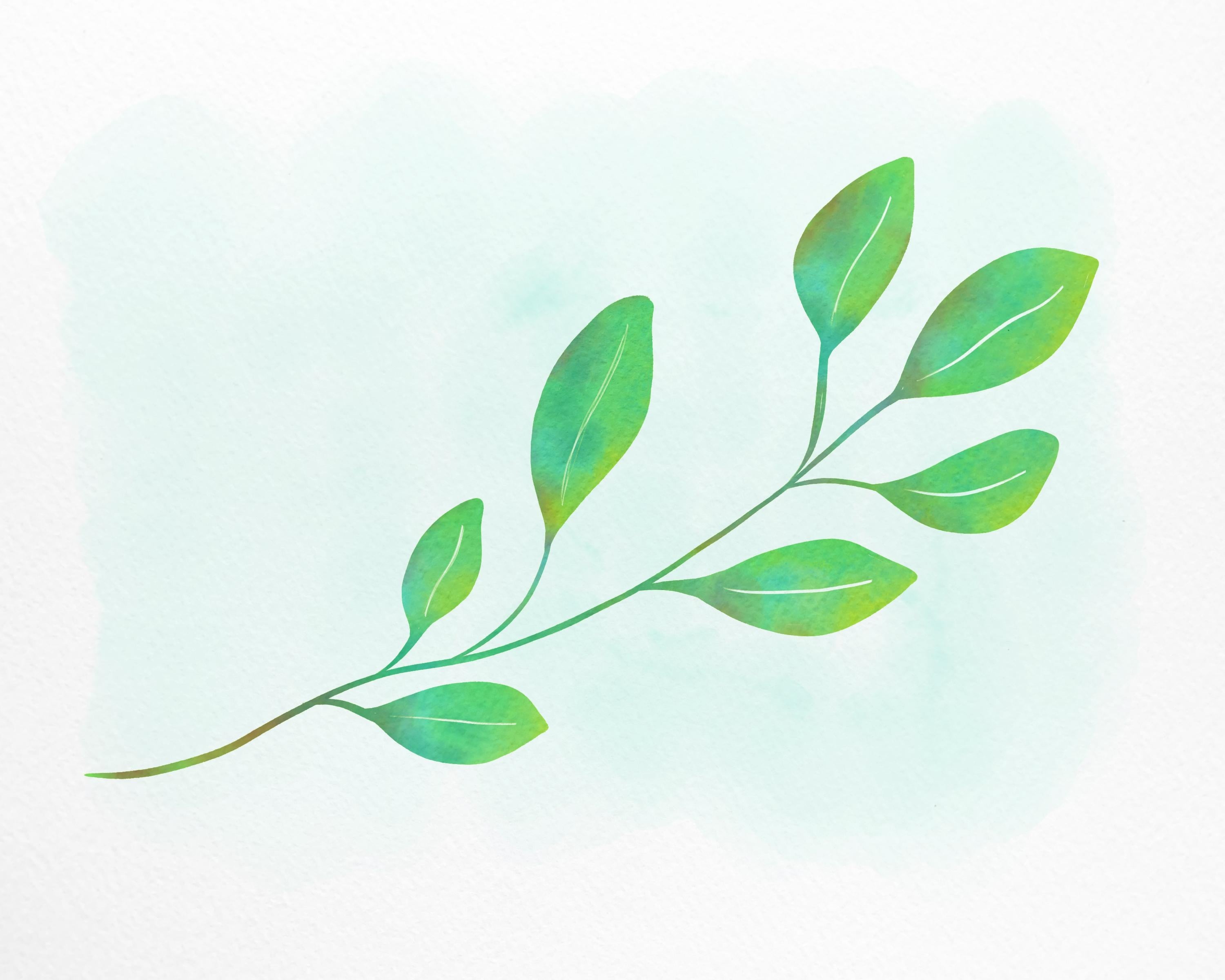 Eucalyptus Stem - student project