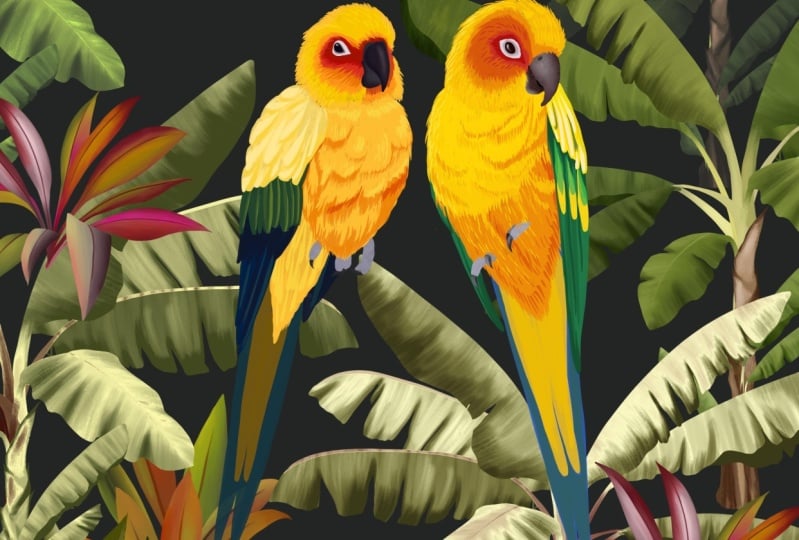Sun Conure & Kingfisher