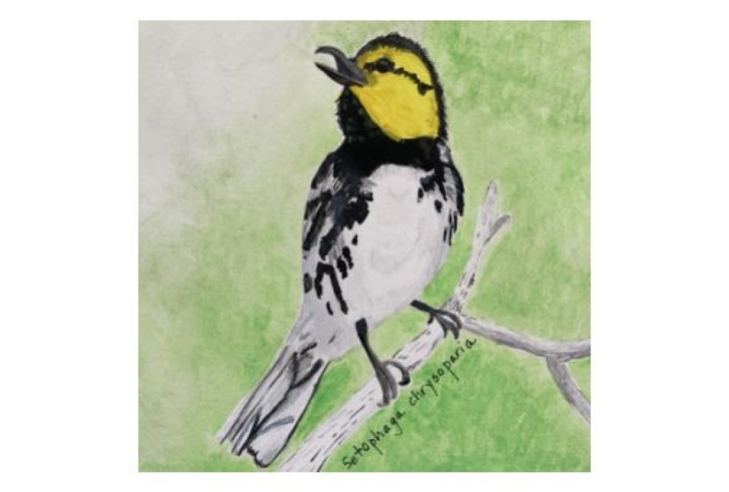 Golden-cheeked Warbler