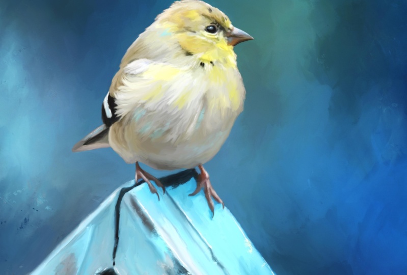 Gold Finch