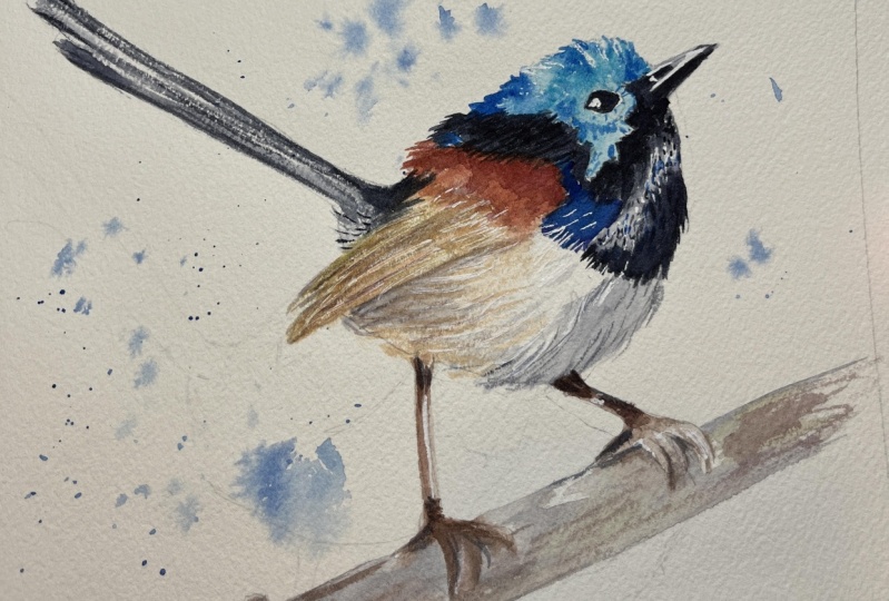 Fairy Wren