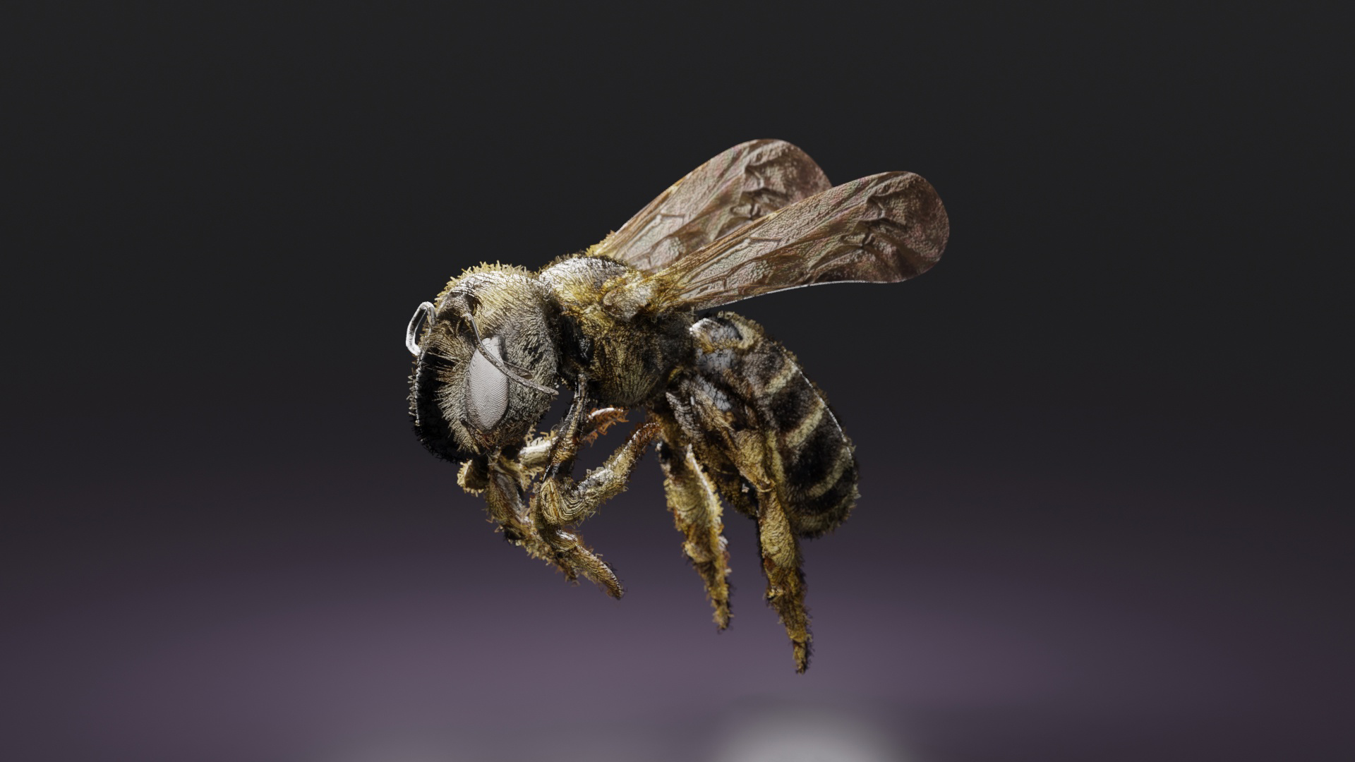 Bee - student project