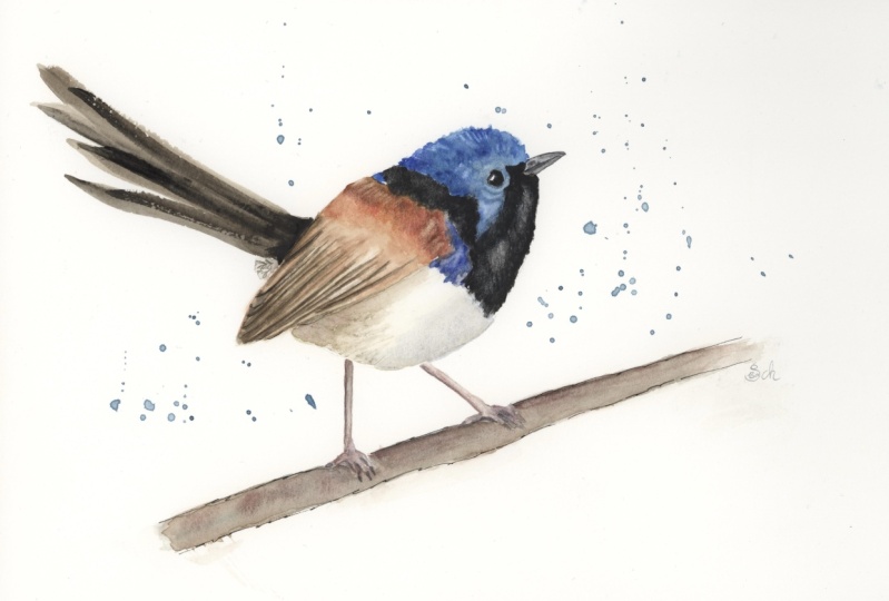 Fairy Wren