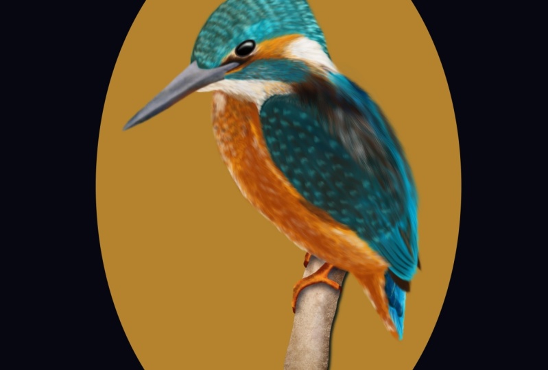 Tropical Birds