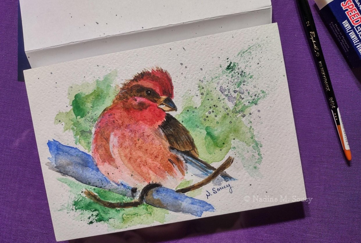 Purple finch - student project