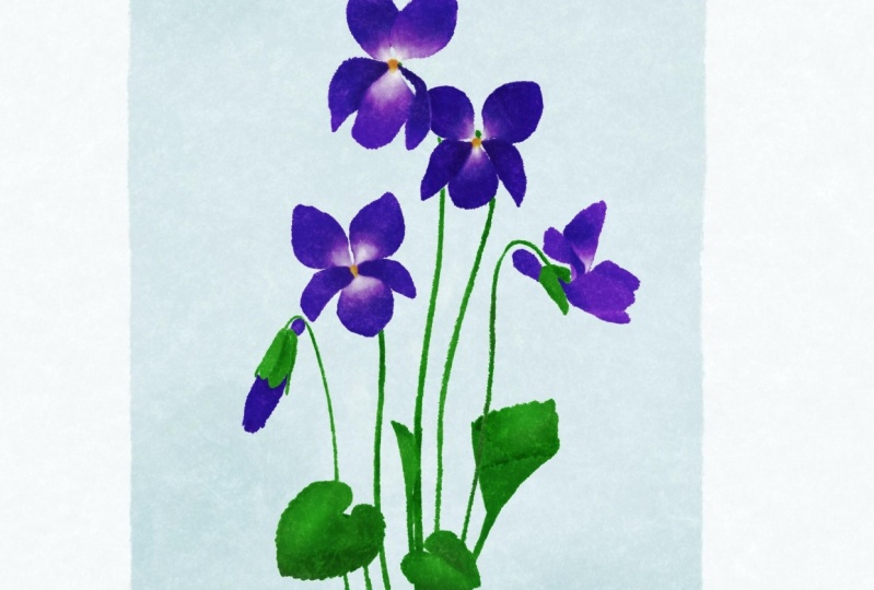 Viorele flowers