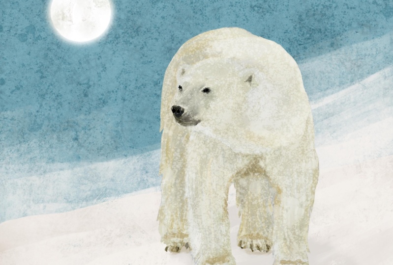 One Polar bear