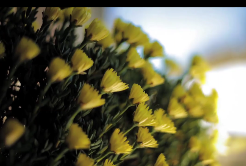 Flowers by Nicholas Deloitte Media - Black Goblin's Version
