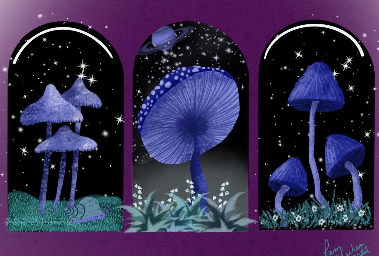 Mushrooms off the beaten path - student project