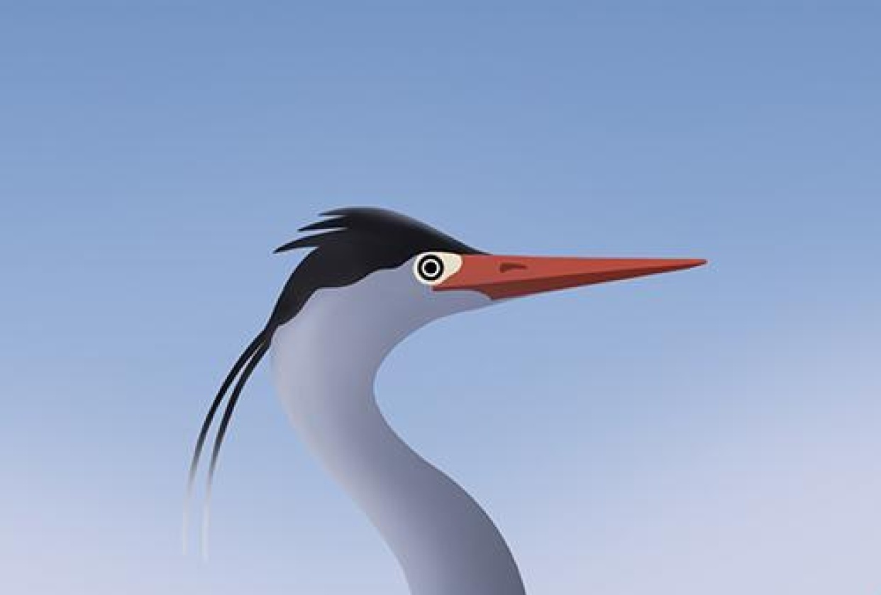 Great Blue Heron - student project