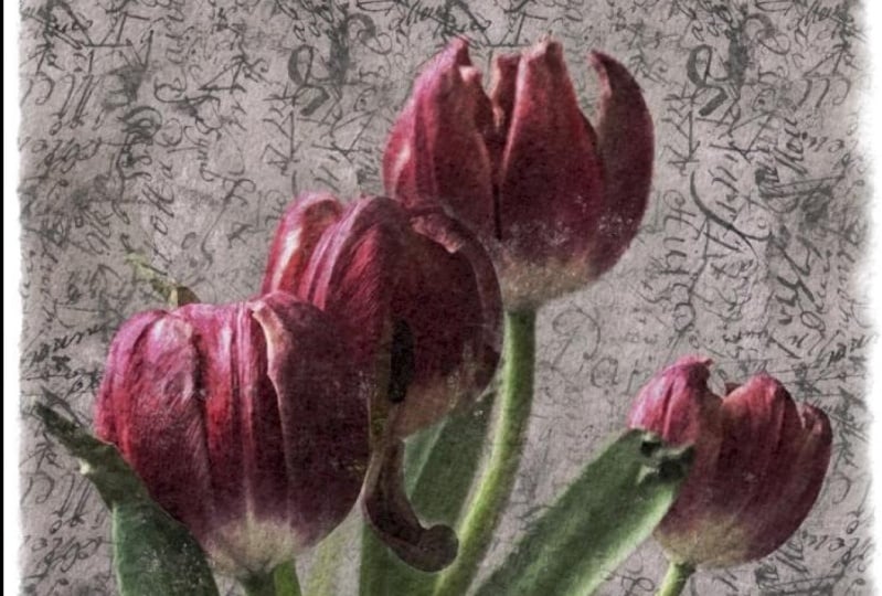 Tulpen