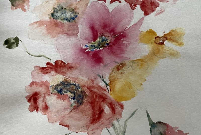 Icelandic Poppies