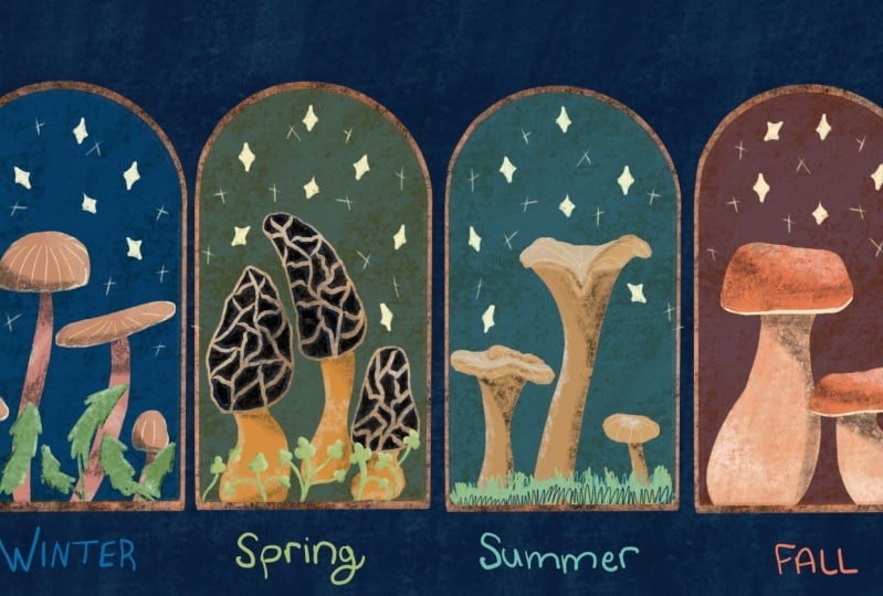 Elesha's Practice Illustrations
