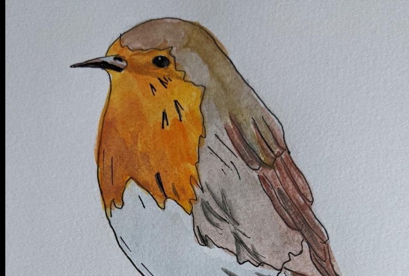 robin