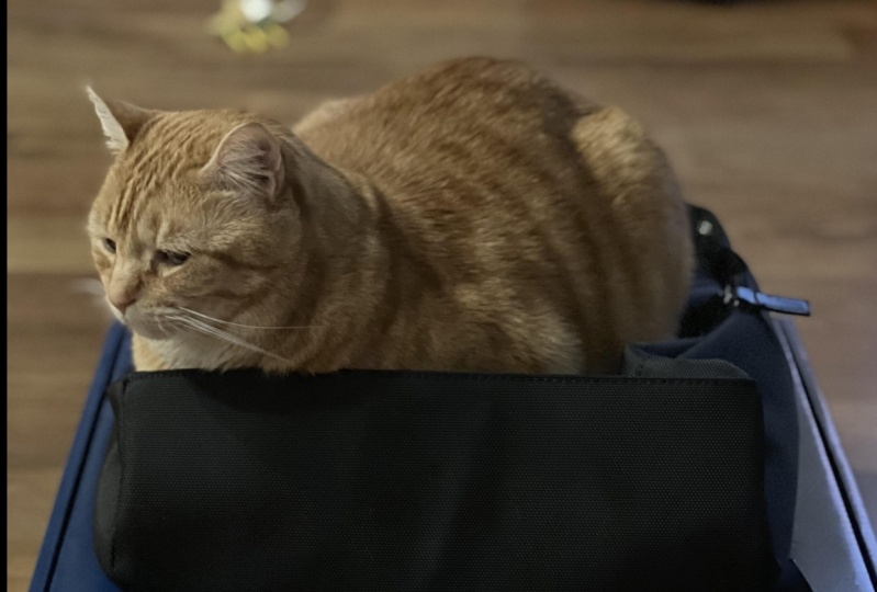 Test Project with Cat