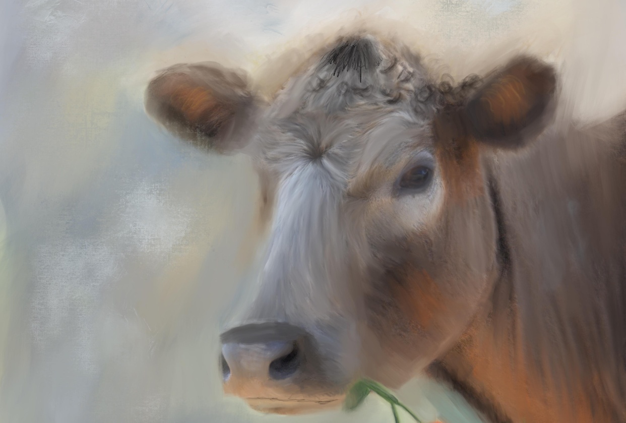 How to paint photos in procreate :Farmhouse style cow painting - student project