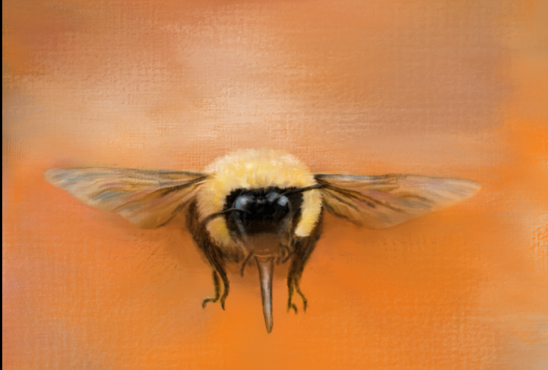 Jai's Bumblebee