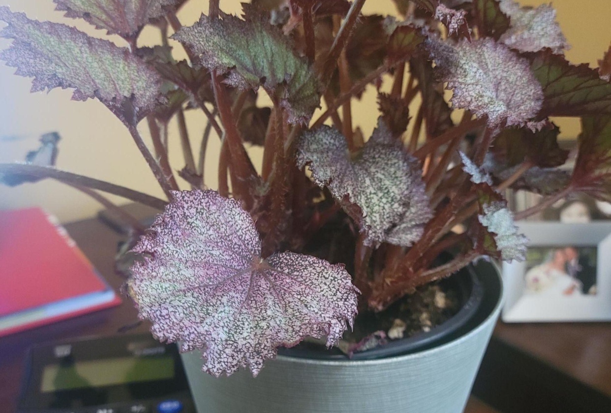 Plant Care - My Rex Begonia - student project