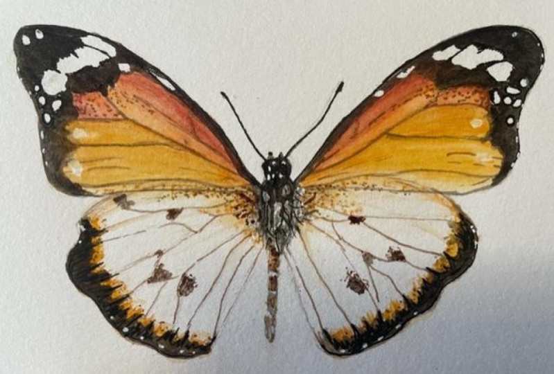 Butterfly watercolor