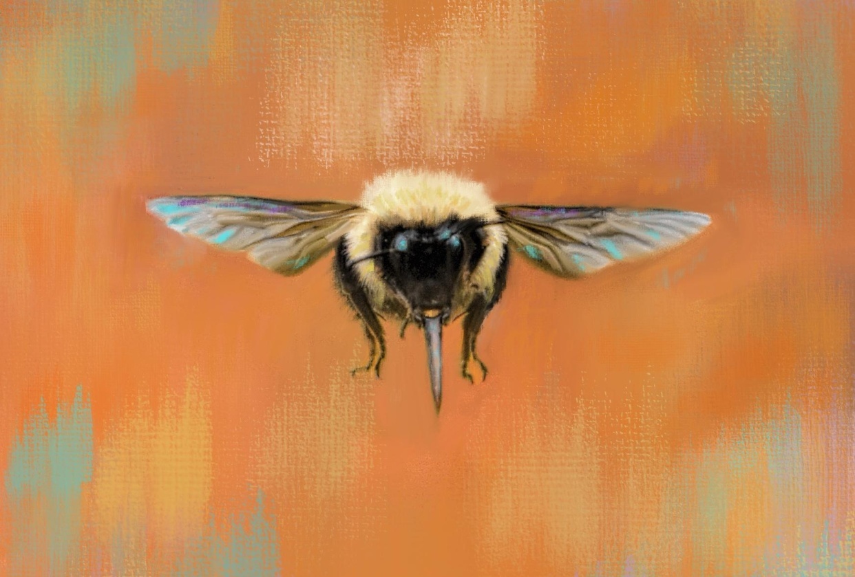Bumble Bee - student project