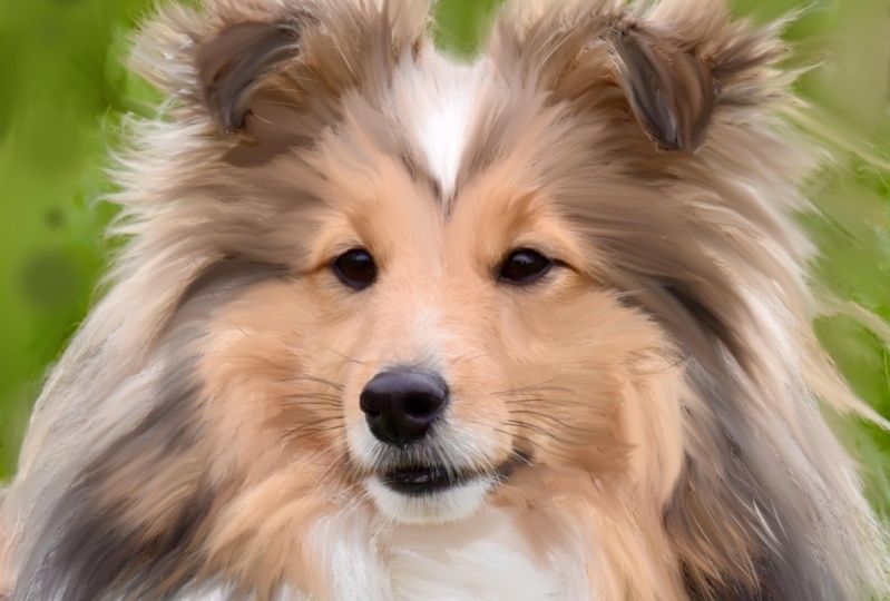 Turning pet portrait to painting in procreate