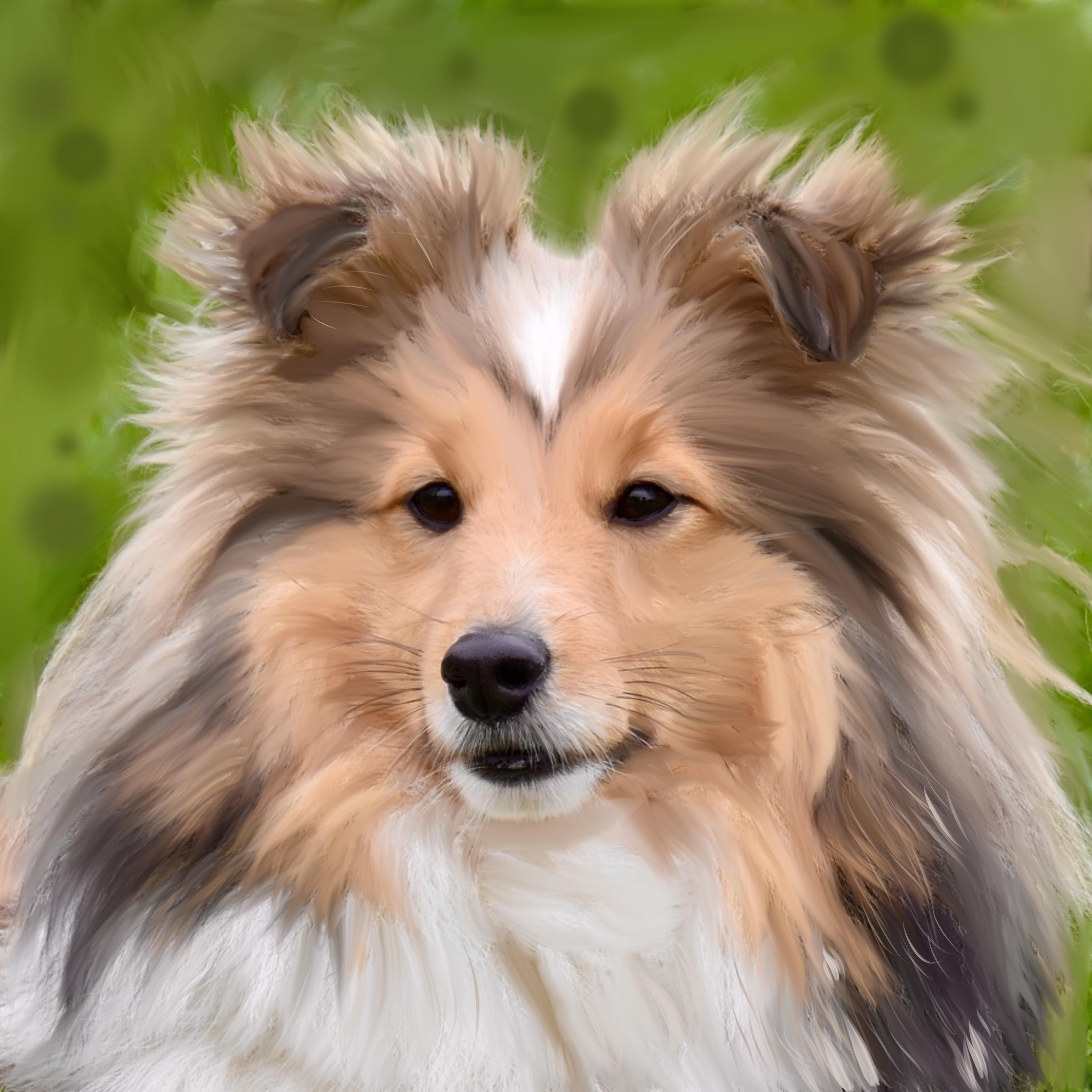 Turning pet portrait to painting in procreate - student project