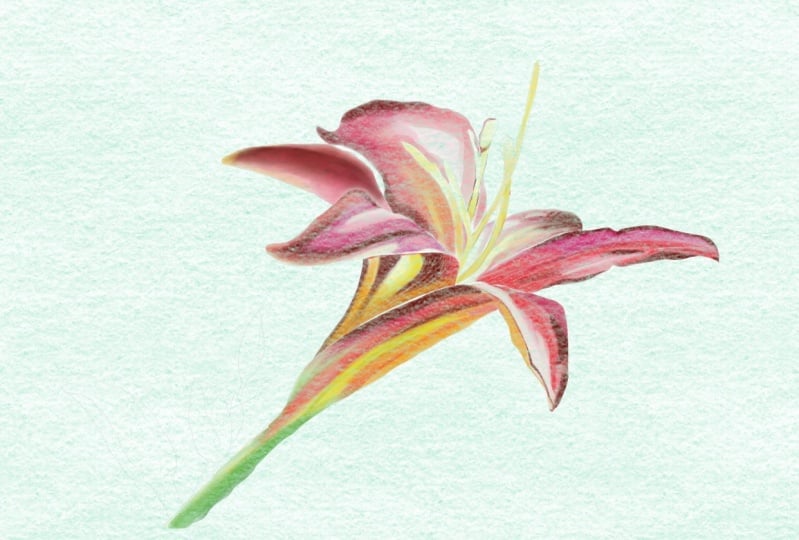 Digital Watercolour Lilly in Procreate