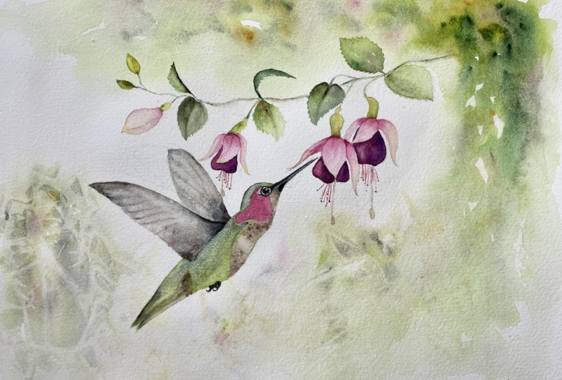 Anna’s hummingbird