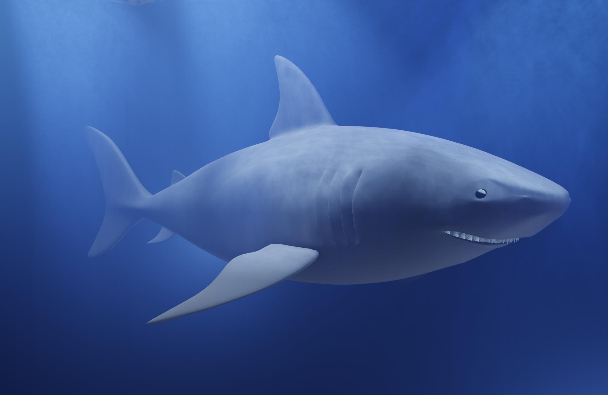 Shark - student project