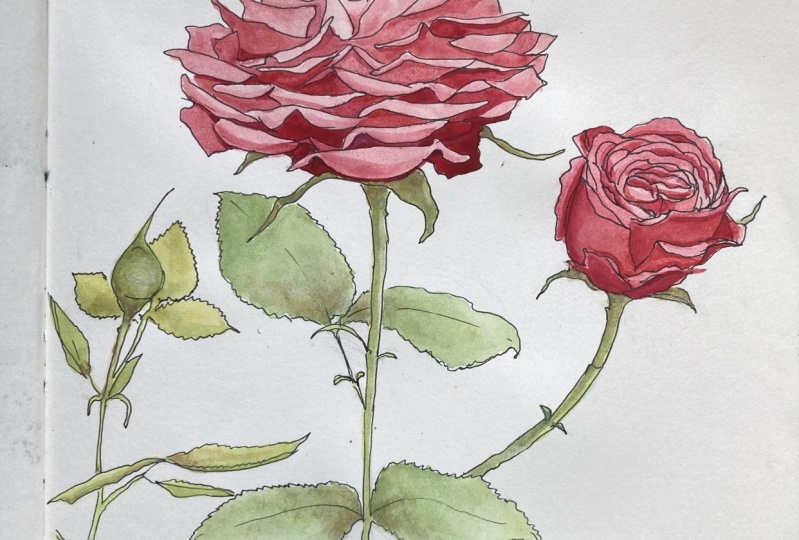 May roses