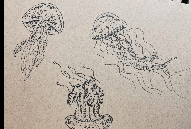 jellyfish