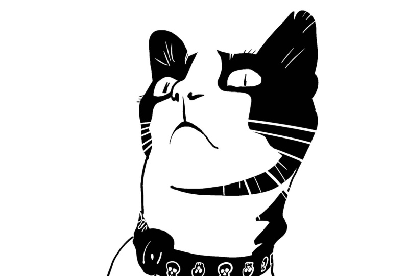 Scared Black Cat