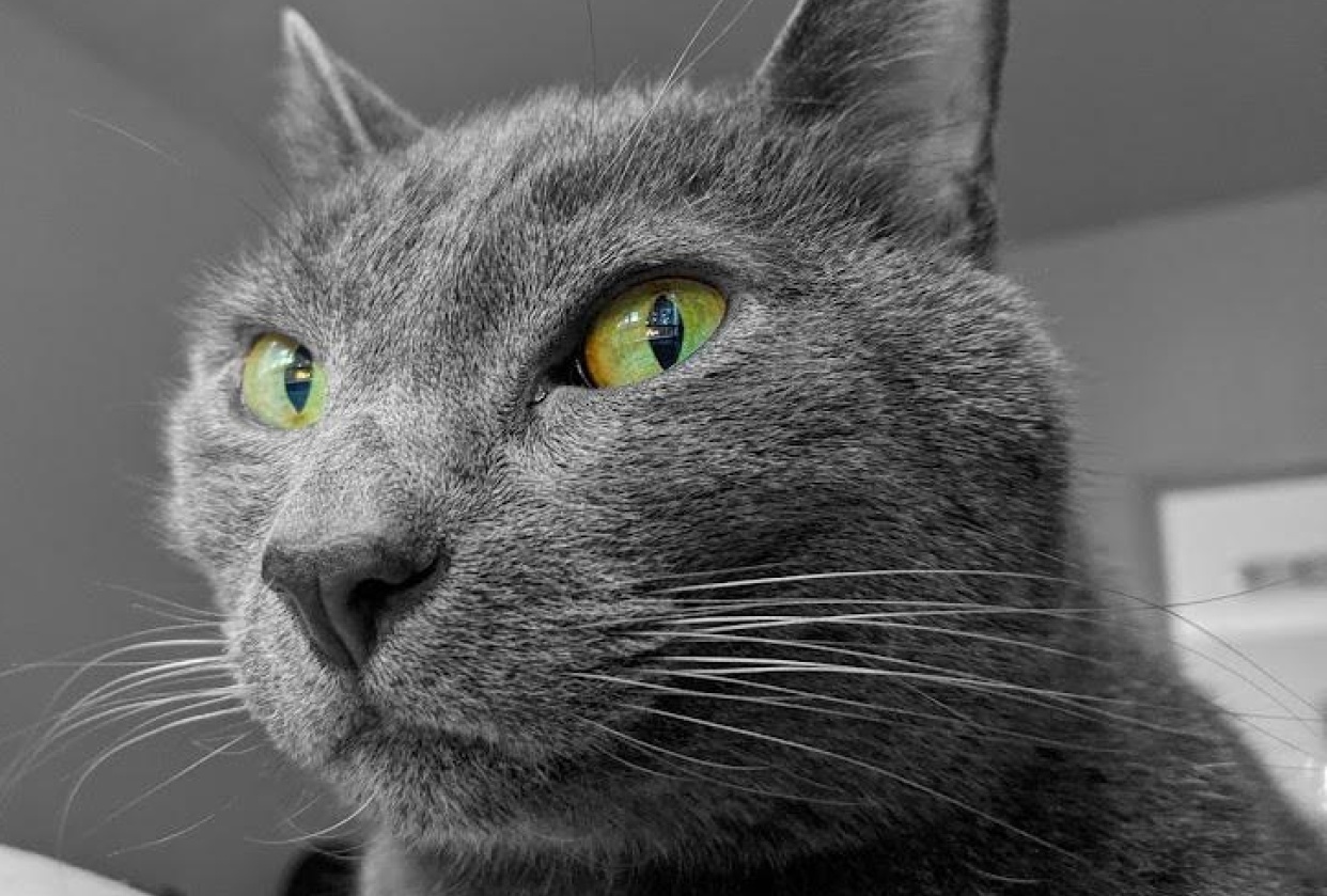 Carlos the Cat - student project