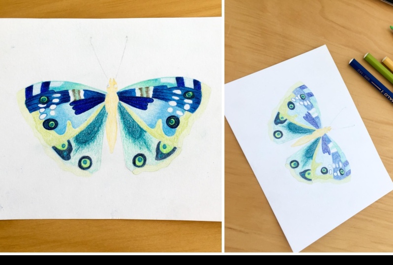 butterfly drawing