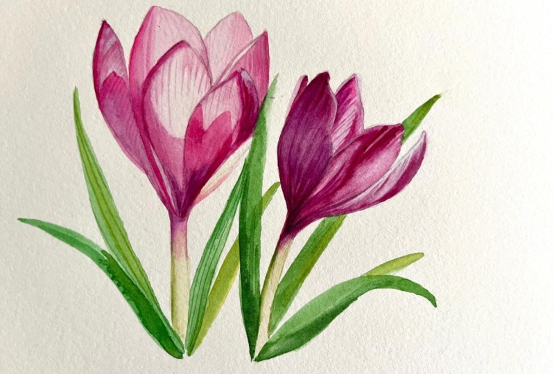 watercolor crocus