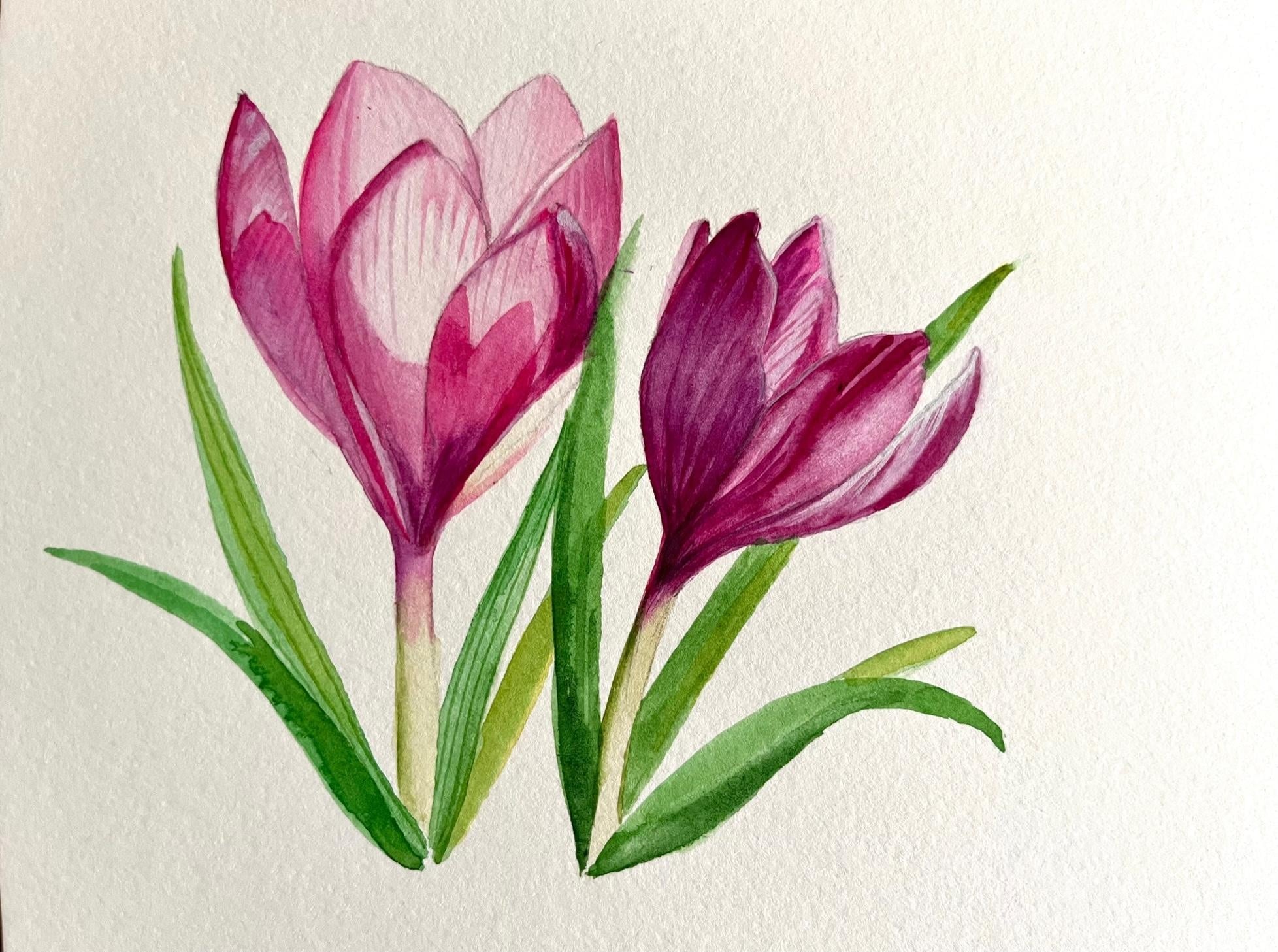 watercolor crocus - student project