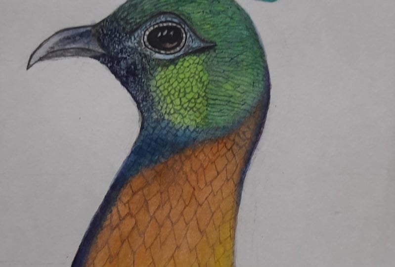 Himalayan Monal