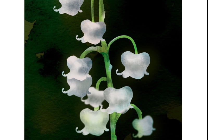 Lily Of The Valley