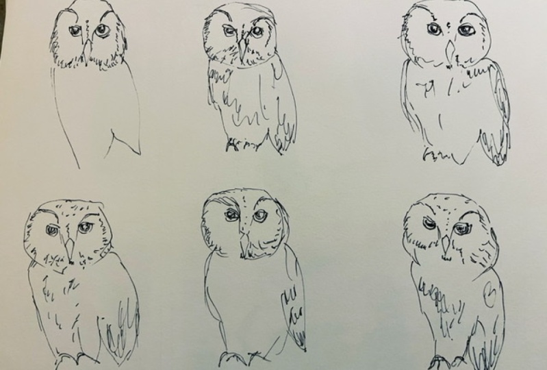 Saw whet owl