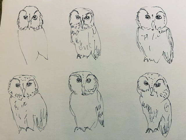 Saw whet owl - student project