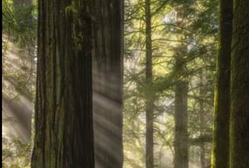 Deep Forest NFT Idea